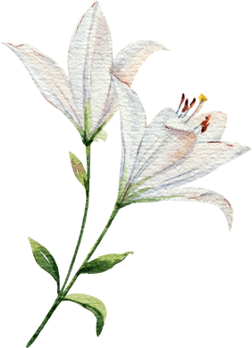 Lily flower. Watercolor floral illustration.